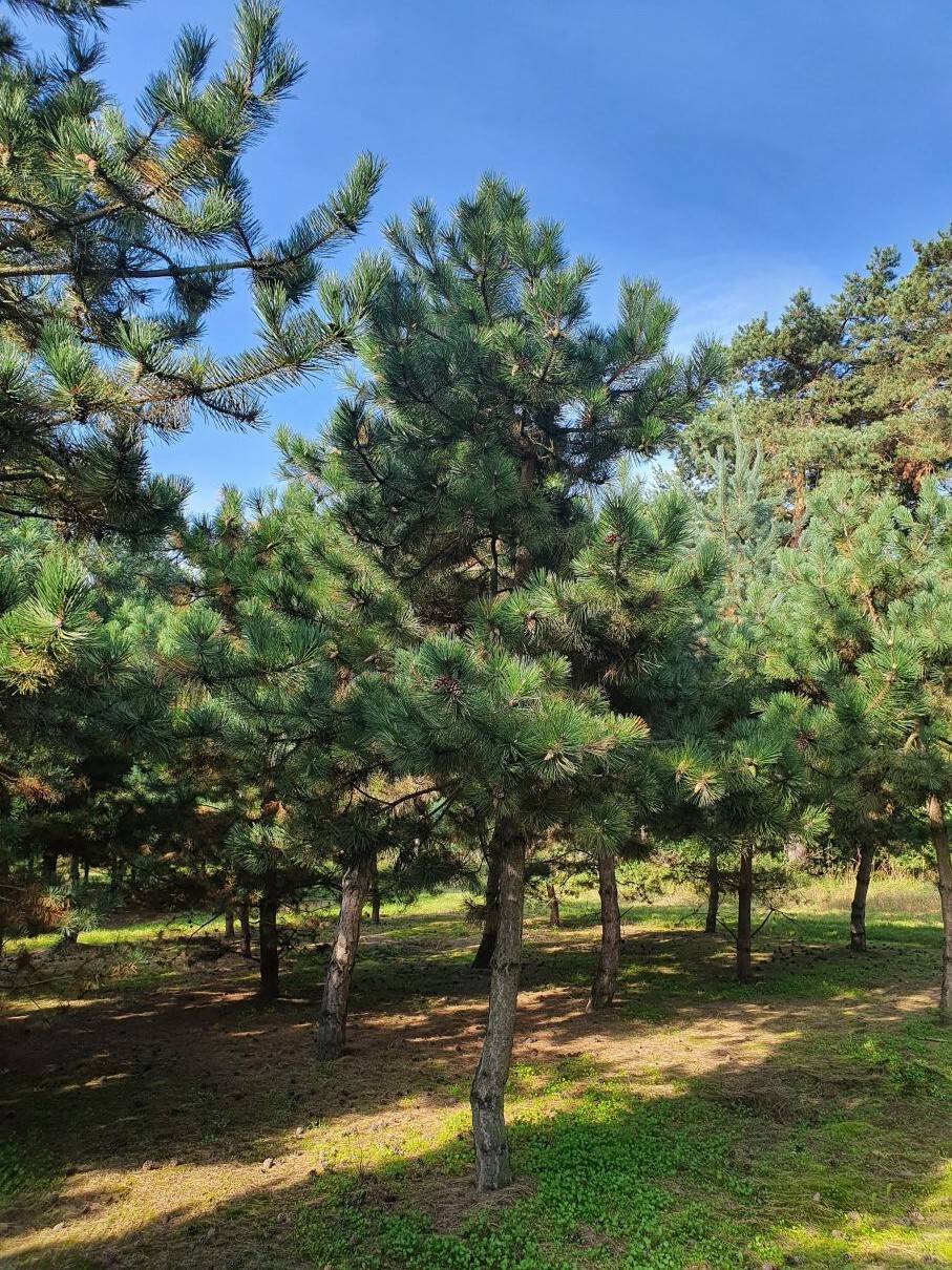 Pinus nigra nigra 30-35 HO-1